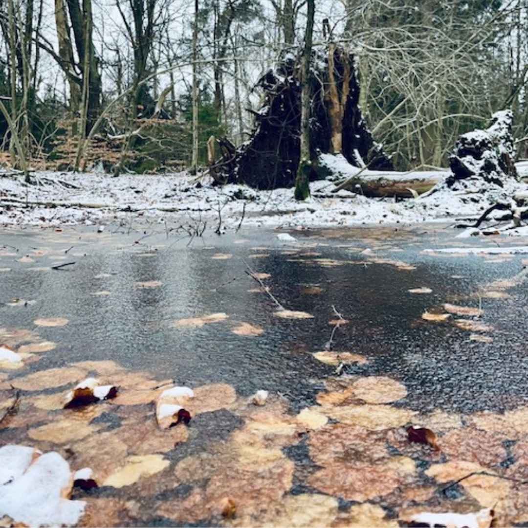 Smuk skov fotografi