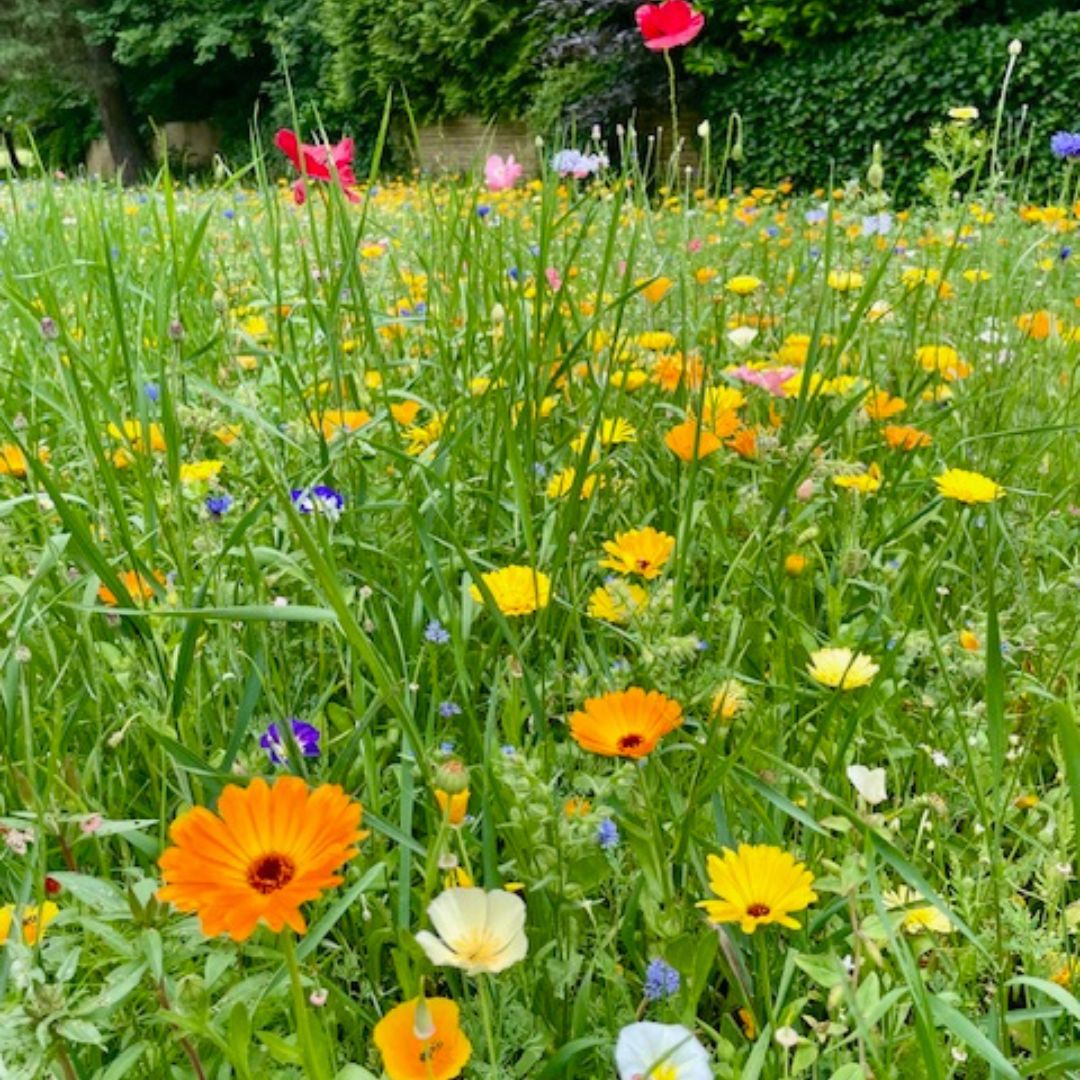 Blomstermark Smuk skov fotografi
